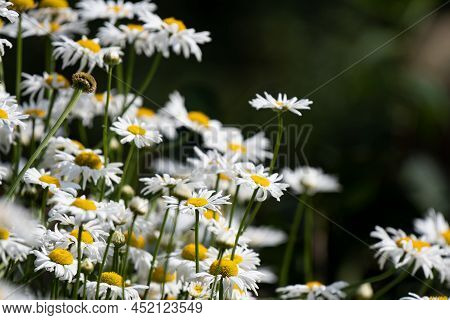 Beautiful White Petal Kosmos Flowers Blossoming In The Summer Sun Evoking Emotional Happiness And Br