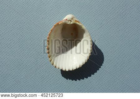 Seashell Of Bivalve Mollusc Atlantic Giant Cockle (dinocardium Robustum) On A Blue Background. Place