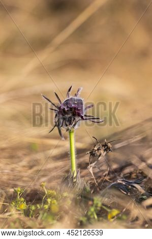 Spring Purple Flower In The Meadow - Grasshopper - Pulsatilla Pratensis