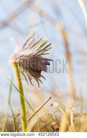Spring Purple Flower In The Meadow - Grasshopper - Pulsatilla Pratensis