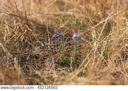 Spring Purple Flower In The Meadow - Grasshopper - Pulsatilla Pratensis