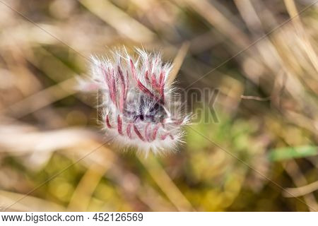 Spring Purple Flower In The Meadow - Grasshopper - Pulsatilla Pratensis