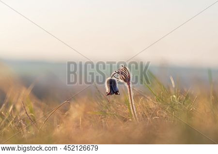 Spring Purple Flower In The Meadow - Grasshopper - Pulsatilla Pratensis