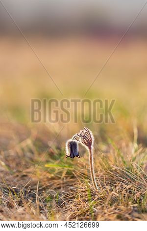 Spring Purple Flower In The Meadow - Grasshopper - Pulsatilla Pratensis
