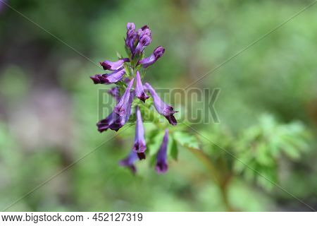 Fumewort (corydalis Insica) Flowers.papaveraceae Toxic Plants. It Grows Mainly In The Shade Of Trees