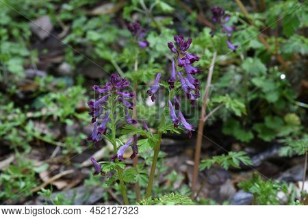 Fumewort (corydalis Insica) Flowers.papaveraceae Toxic Plants. It Grows Mainly In The Shade Of Trees