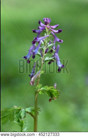 Fumewort (corydalis Insica) Flowers.papaveraceae Toxic Plants. It Grows Mainly In The Shade Of Trees