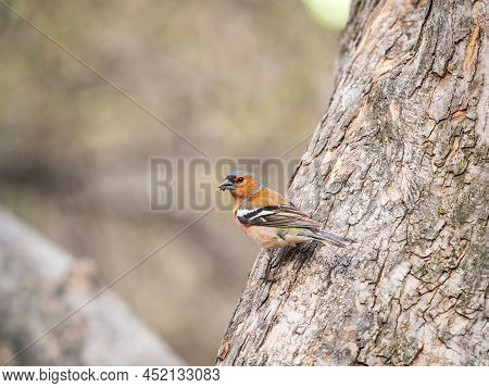Common Chaffinch, Fringilla Coelebs, Sits On A Tree. Common Chaffinch In Wildlife.