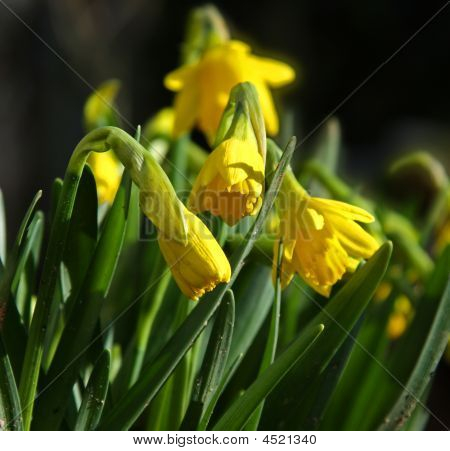 Narciso