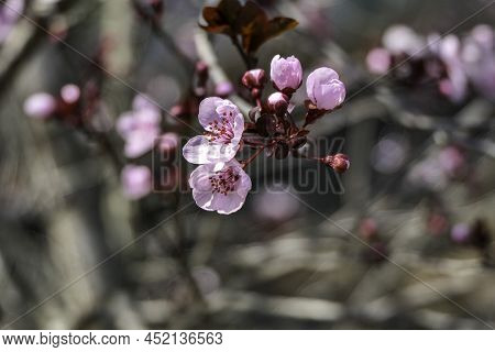 Pissardi Plum Tree Blooming With Pink Flowers. Selective Focus. Blurred Background