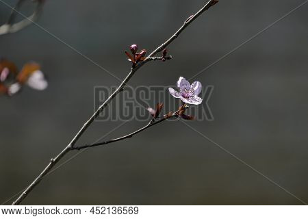 Pissardi Plum Tree Blooming With Pink Flowers. Selective Focus. Blurred Background