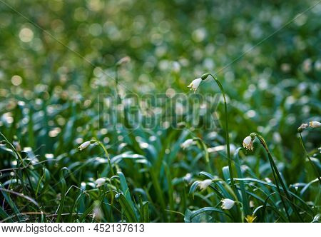 Beautiful Blooming Early Spring Snowflake Flowers Leucojum Vernum In A Spring Forest. Forest Floor C