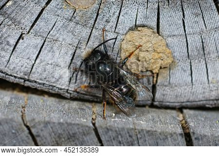 Closeup On A Worn Almost Hairless Male European Orchard Horned Mason Be, Osmia Cornuta Sitting At Th