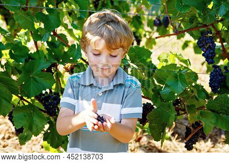 Smiling Happy Blond Kid Boy Picking Ripe Blue Grapes On Grapevine. Child Helping With Harvest. Amous