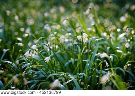 Beautiful Blooming Early Spring Snowflake Flowers Leucojum Vernum In A Spring Forest. Forest Floor C