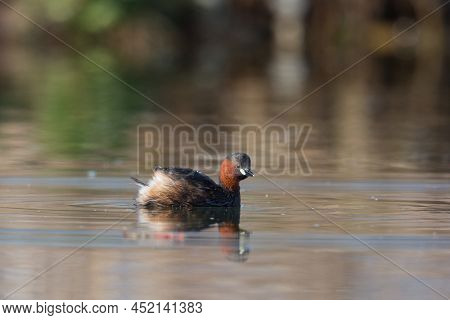 Little Grebe (tachybaptus Ruficollis) Swimming In Water In Sunlight