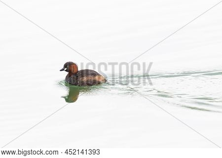 Isolated Swimming Little Grebe (tachybaptus Ruficollis) Mirrored From Water Surface