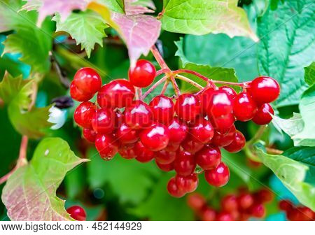 Photography On Theme Beautiful Sour Berry Viburnum