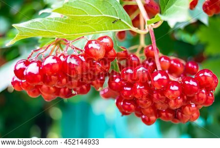 Photography On Theme Beautiful Sour Berry Viburnum