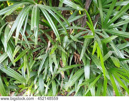 Top View Of Branch And Leaves Saw Palmetto As A Background, Abstract Leaves Texture, Ecological Conc