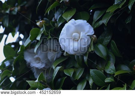 White Camellia Flowers. Theaceae Evergreen Tree. The Flowering Season Is From November To April.