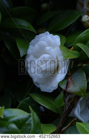 White Camellia Flowers. Theaceae Evergreen Tree. The Flowering Season Is From November To April.