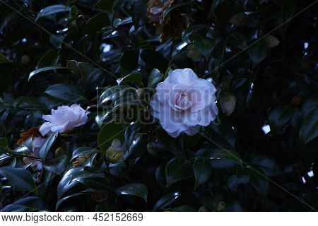 White Camellia Flowers. Theaceae Evergreen Tree. The Flowering Season Is From November To April.