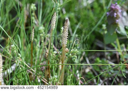 Field Horse Tail. Equisetaceae Perennial Plants. Used For Food And Medicinal Purposes.