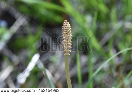 Field Horse Tail. Equisetaceae Perennial Plants. Used For Food And Medicinal Purposes.