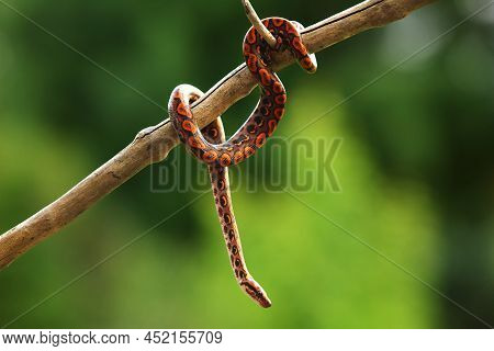 The Rainbow Boa (epicrates Cenchria Cenchria) Hanging From The Branch. A Hanging Jungle Snake From B