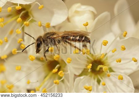 Closeup On A Female Red Bellied Miner, Andrena Ventralis Sipping Nectar From A White Flower Of Blakc