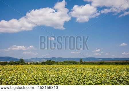 Sunflowers In Bulgaria Under Blue Sky
