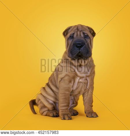 Adorable Shar-pei Dog Pup, Sitting Up Facing Front. Looking Towards Camera With Cute Droopy Eyes. Is