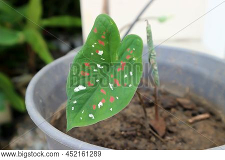 Dieffenbachia Seguine ,caladium Bicolor Or  Araceae Plant