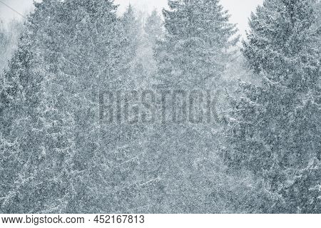 Snowfall In The Forest At Winter Day Time.