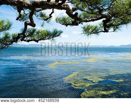 Beautiful Pine Branch At The Shores Of Lake Biwa In Otsu, Shiga Prefecture, Japan