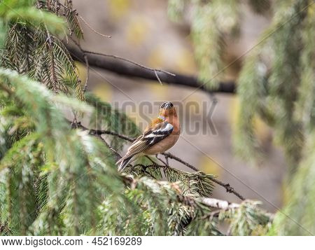 Common Chaffinch Sits On A Fir Branch In Spring On Green Background. Beautiful Songbird Common Chaff