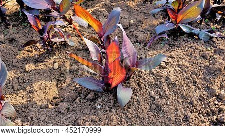 Beautiful Nursery Garden Of Canna Indica Or Lily