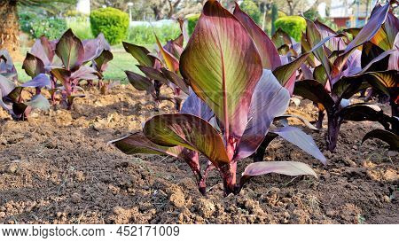 Beautiful Nursery Garden Of Canna Indica Or Lily