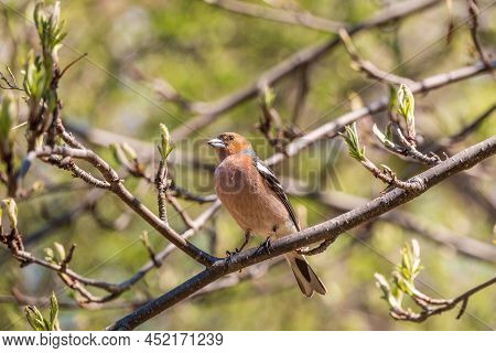 Common Chaffinch Sits On A Branch In Spring On Green Background. Beautiful Songbird Common Chaffinch
