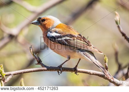 Common Chaffinch, Fringilla Coelebs, Sits On A Branch In Spring On Green Background. Common Chaffinc