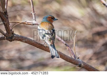 Common Chaffinch, Fringilla Coelebs, Sits On A Branch In Spring On Green Background. Common Chaffinc