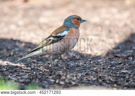 Common Chaffinch, Fringilla Coelebs, Sits On The Ground In Spring. Common Chaffinch In Wildlife.