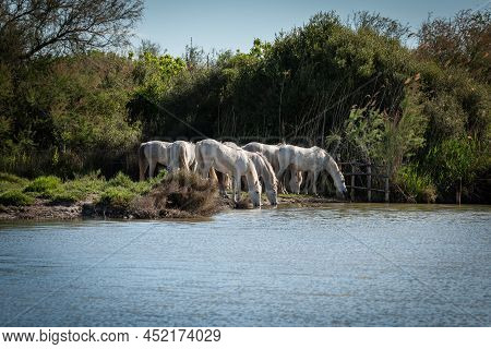White Horses Are Walking In The Water  All Over The Sea In Camargue, France.