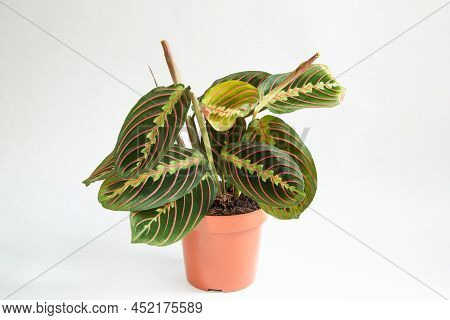 Beautiful Maranta Leaves With An Ornament On A Grey Background Close-up. Maranthaceae Family Is Unpr