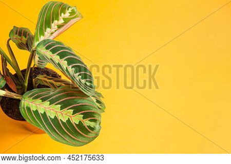 Beautiful Maranta Leaves With An Ornament On A Yellow Background Close-up. Maranthaceae Family Is Un