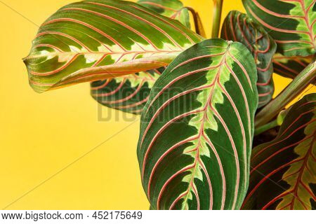 Beautiful Maranta Leaves With An Ornament On A Yellow Background Close-up. Maranthaceae Family Is Un