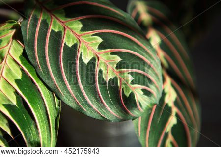 Beautiful Maranta Leaves With An Ornament On A Grey Background Close-up. Maranthaceae Family Is Unpr