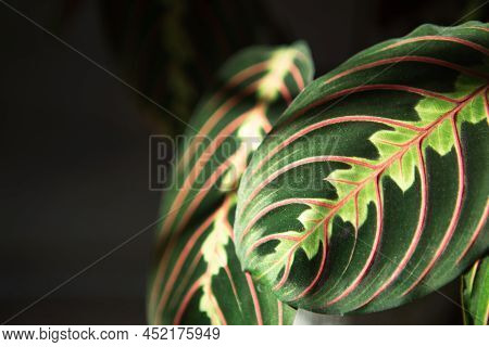 Beautiful Maranta Leaves With An Ornament On A Grey Background Close-up. Maranthaceae Family Is Unpr