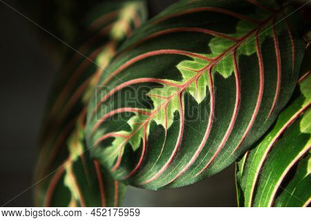 Beautiful Maranta Leaves With An Ornament On A Grey Background Close-up. Maranthaceae Family Is Unpr